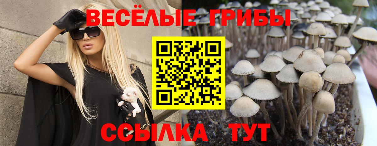 Галлюциногенные грибы GOLDEN TEACHER  Галлюциногенные грибы Psilocybine cubensis  где можно купить наркотик  Вход с VPN  Кизилюрт 